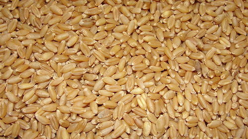 Pearl Barley