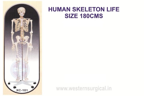 Human Skeleton For Hospital, Medical College, Schools & Laboratory