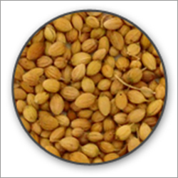 Organic Coriander Seeds