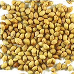 Coriander Seeds