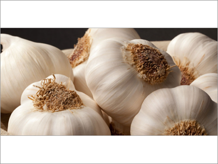 Organic Garlic
