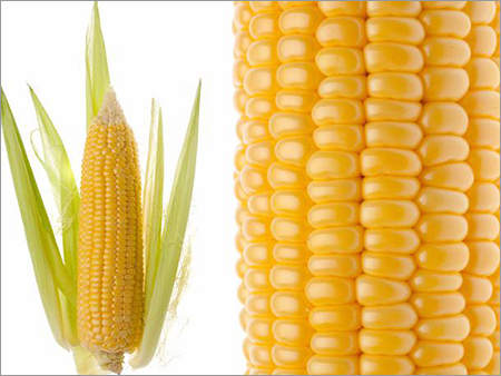 Indian Maize Yellow