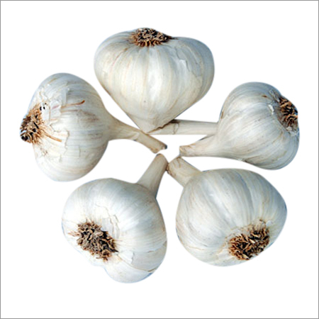Fresh Indian Garlic
