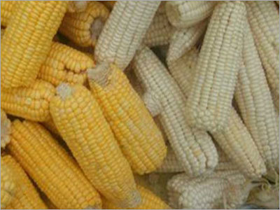 Yellow Corn