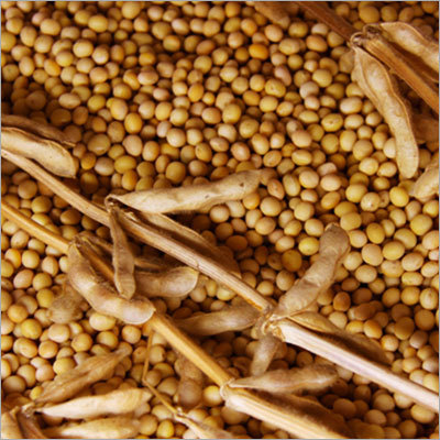 Soya Bean Seeds