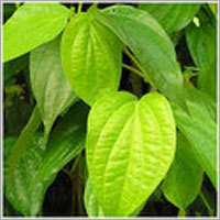 Betel Leaf Oil Age Group: All Age Group