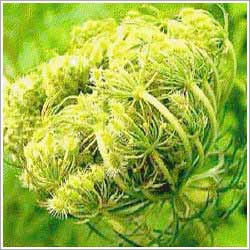 Carrot Seed Oil Age Group: All Age Group