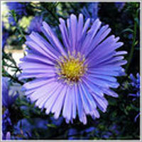 Chamomile Blue Oil Cas No: 8015-92-7