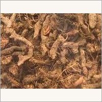 Cyperus Scariosus Cas No: 68916-60-9