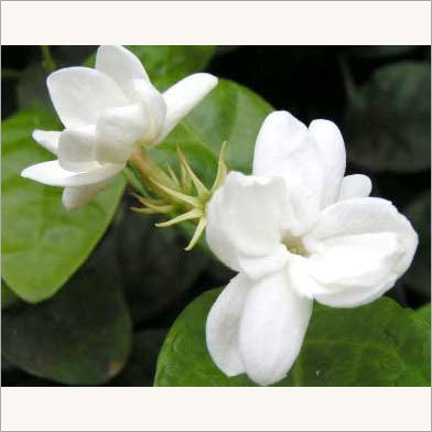 Jasmine Oil Cas No: 8022-96-6