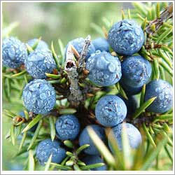 Blue Juniper Berry Oil