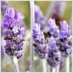 Lavender Oil Cas No: 8000-28-0