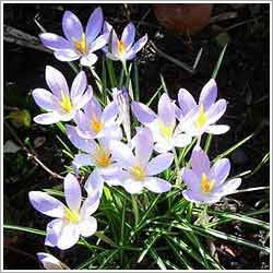 Rosemarry Oil Cas No: 8000-25-7