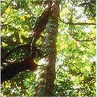 Green Rosewood Oil
