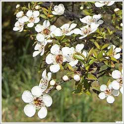 Tea Tree Oil - 100% Pure, Fluid Liquid | Organic Myrtaceae Extract, Aromatherapeutic Relief, Blemish Control, Safe for Children and Pets