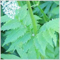 Valerian Root Oil - 100% Pure Fluid Extract | Enhances Sleep Quality, Reduces Anxiety, Supports Digestive Health, Alleviates Menstrual Discomfort