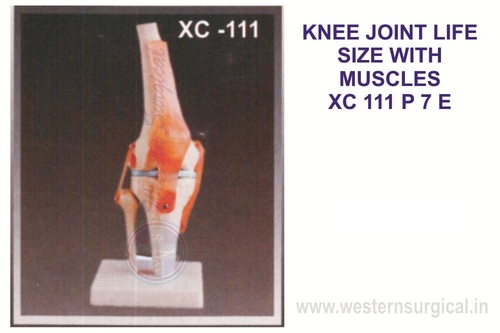 Knee joint By WESTERN SURGICAL