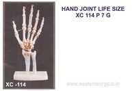 HAND JOINT