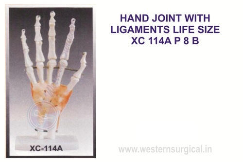 Life-Size Hand Joint With Ligaments