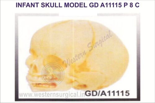 Infant Skull