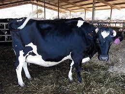 Pregnant Holstein Heifers Cow - Color: Black & White