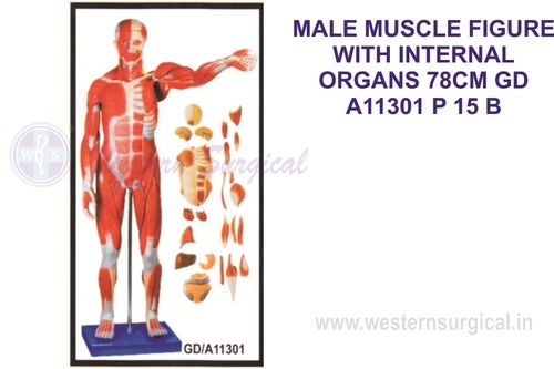 Male Muscle Figure 86 Cms