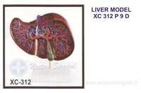 Liver model