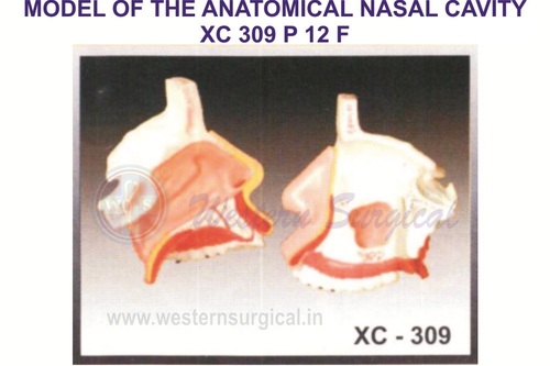 Model of the anatomical nasal cavity