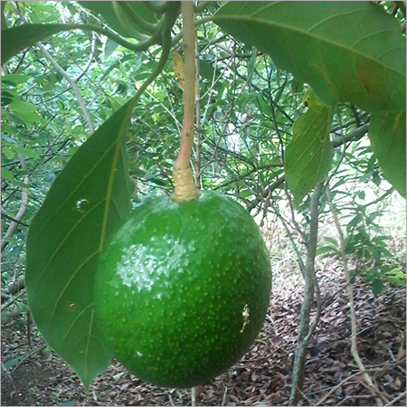 Fresh Avocado
