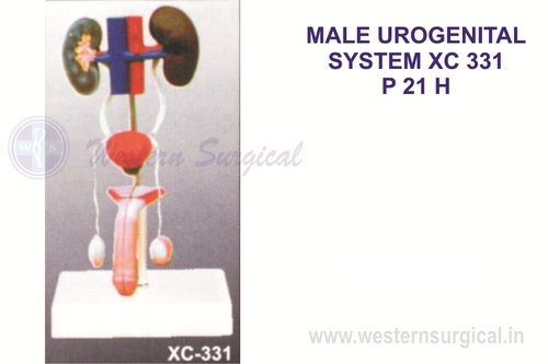 Male urogenital system