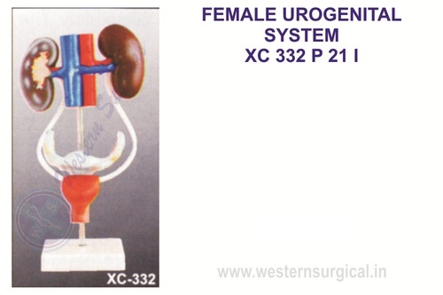 Female urogenital system