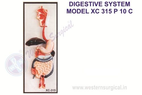 Digestive system model