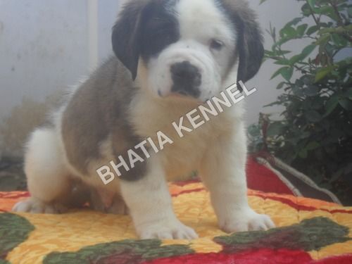 Smooth Coat Saint By BHATIA KENNEL