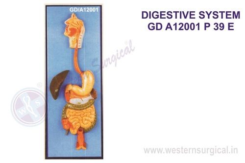 Digestive System