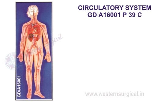 Circulatory system