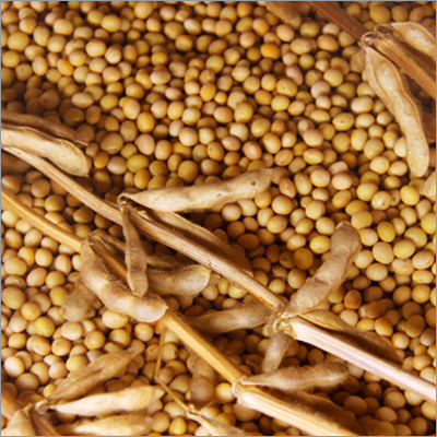 Soya Beans