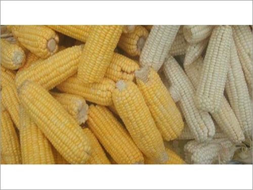 White Corn