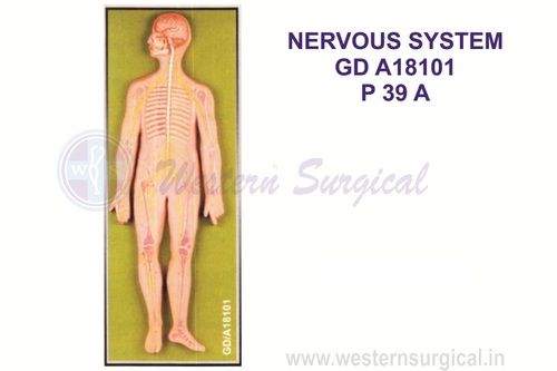 Nervous system