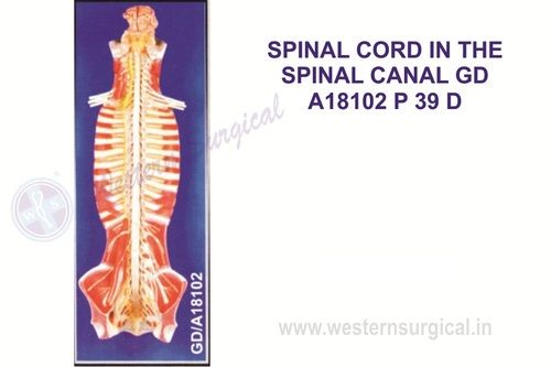 Spinal Cord In The Spinal Canal