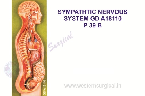 Sympathetic nervous system