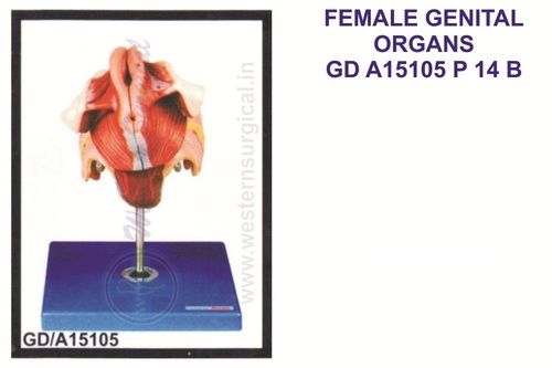 Female Genital Organs