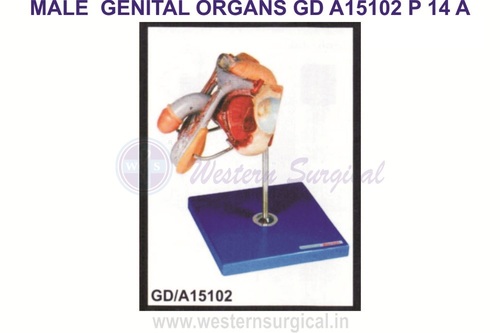 Male Urogenital System