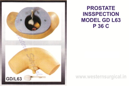 Prostate Inspection Model