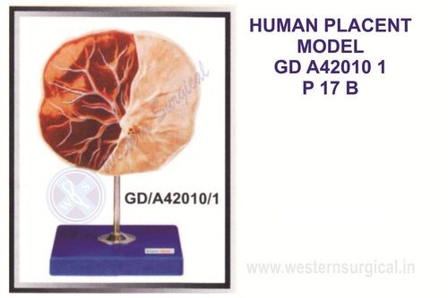 Human placenta