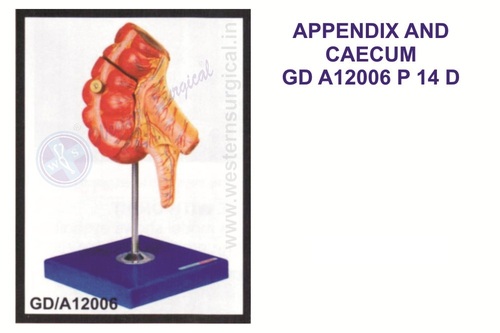 Appendix and caecum