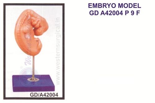 Embryo model