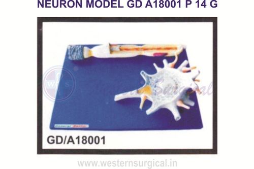 Neuron Model