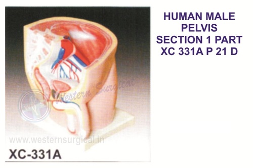 Human Male Pelvis Section