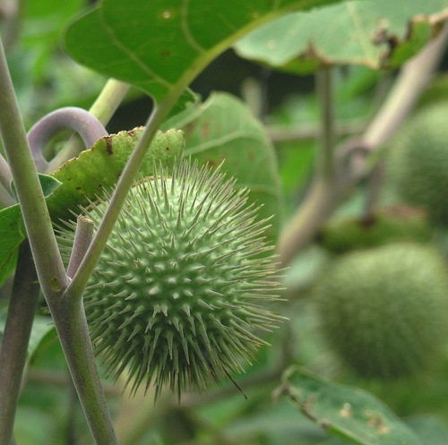 DHATURA METEL (DHATURA, THORN APPLE)