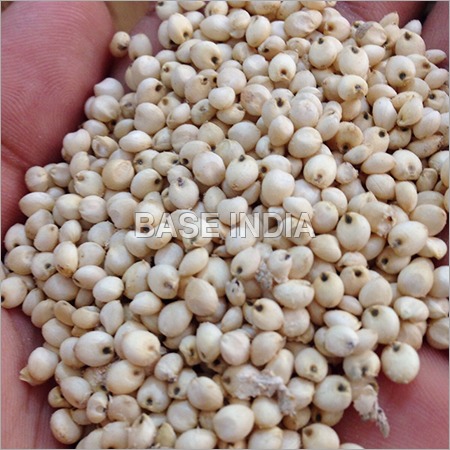 Grain Sorghum - 10-12% Moisture, 15kgs/25kgs/40kgs Packaging | Nutrient-Rich Granules, Natural Fragrance, Immunity-Boosting, Long Shelf Life